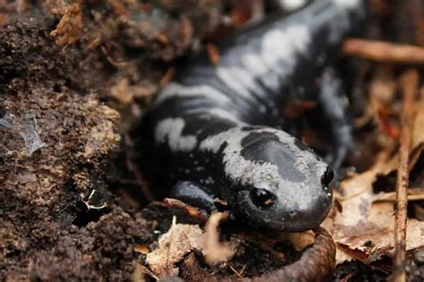 11 Types Of Pet Salamanders Pictures Facts The Critter Hideout