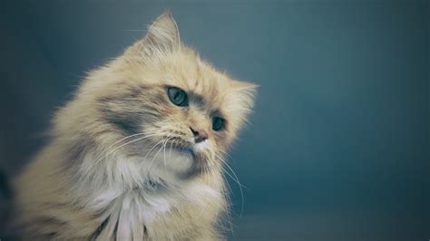 Cute Kitten 4K Wallpaper | HD Wallpapers