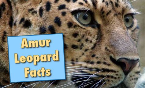 Amur Leopard Facts And Information From Active Wild