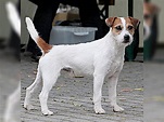 Parson Russell Terrier - Die offizielle Website für VDH-Welpen