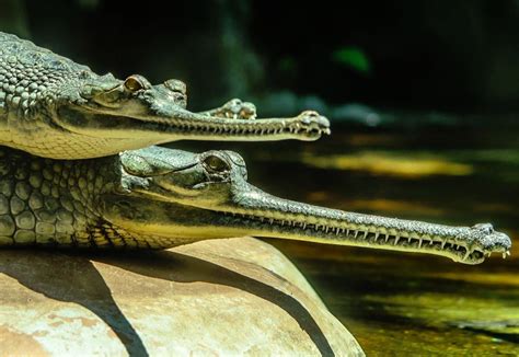 Alligators San Diego California Animals Photo Species