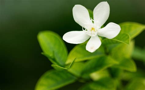 Five Petal White Flower Macro Wallpaper Flowers Wallpaper Better