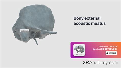 Bony External Acoustic Meatus Of Temporal Bone Xr Anatomy