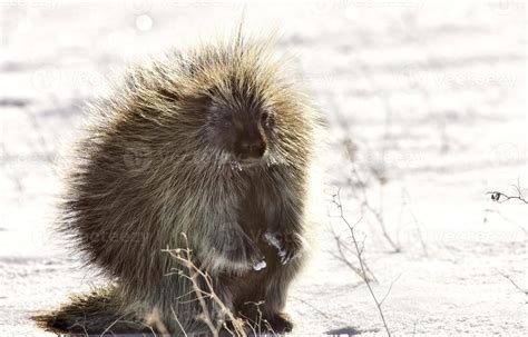 Porcupine In Winter 6031730 Stock Photo At Vecteezy