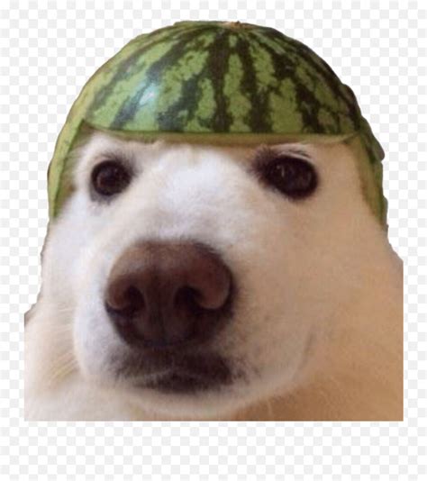Dank Meme Png Free Download Dog Watermelon Emojidank Emoji Memes