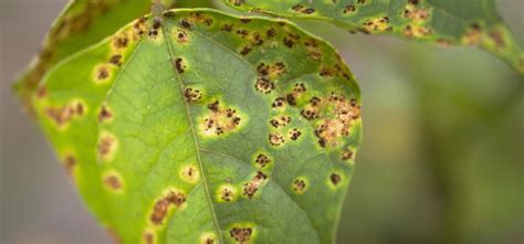 Bean Rust Guide