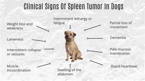 Spleen Cancer In Dogs Signs Treatments Prognosis