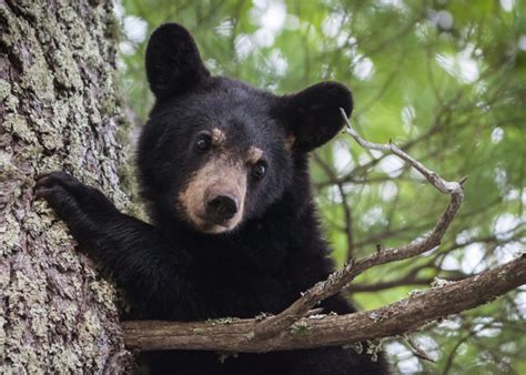 Sc Black Bear Myrtle Beach Sc Coast Sees Major Uptick In Sightings