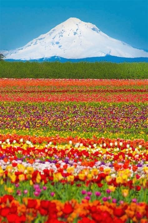 Tulip Fields Mt Hood Oregon Color Me Happy Pinterest