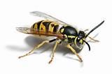 Wasp Images