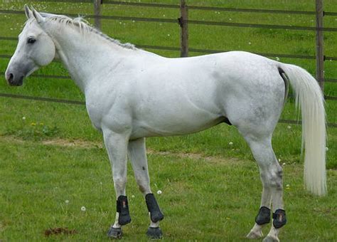 horse breeds  france  equinest