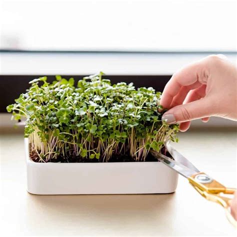 How Much Does It Cost To Grow Microgreens Indoors Lucrative Plants