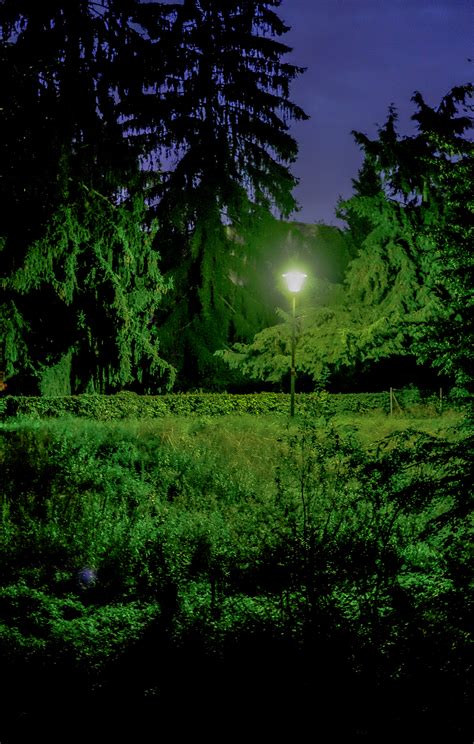 Free Images Tree Nature Forest Grass Wilderness Light Night