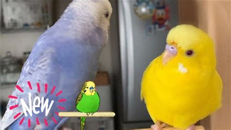 Singing Budgie Happy Song For Lonely Birds To Make Them Happy Budgie
