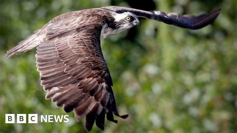 Ospreys First Breeding Pair In Ireland For Centuries Bbc News