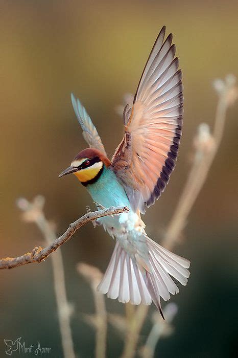 Arı Kuşu Bee Eater By Murat Acuner Pretty Birds Love Birds