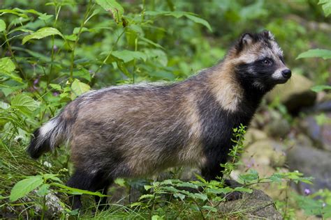 Real Raccoon Fur From Asia Passed Off As Fake At Melbourne Markets