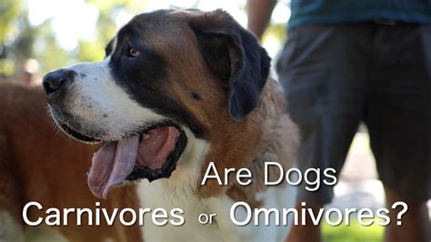 Are Dogs Carnivores Or Omnivores Dogs Dog Food And Dogma Youtube