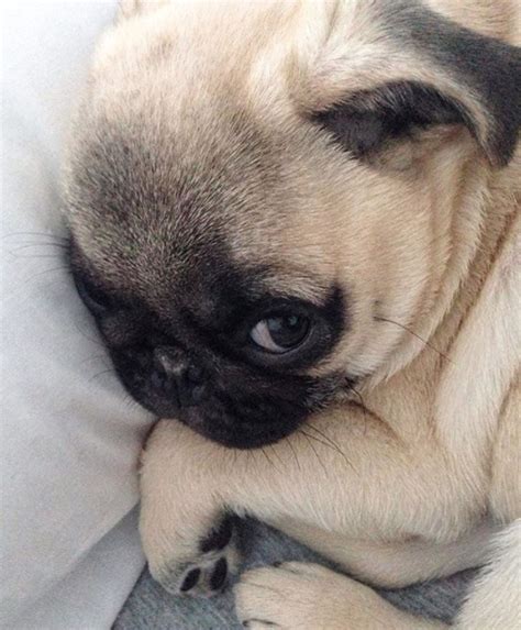I Said Don T Wake Me Until Friday Cute Pug Puppies Pug Puppy