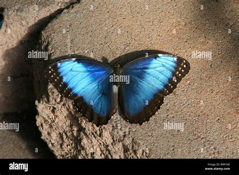 Blue Morpho Butterfly Morpho Peleides Mexico Stock Photo Alamy