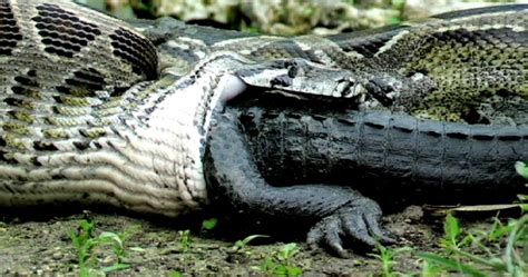 Crocodile Vs Anaconda Wallpapers Gallery