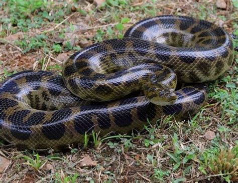 Dark Spotted Anaconda Life Expectancy