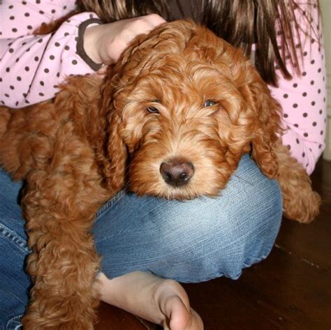 Searching for australian labradoodle and cobberdog puppies for sale? Breeder: Snug Harbor Labradoodles - Duxbury MA ...