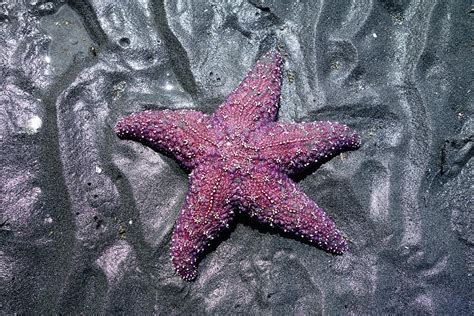 Purple Starfish Art