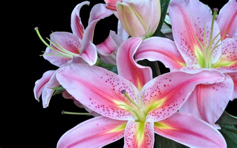 Lily Flowers Wallpapers Hd Wallpapers Id 9696
