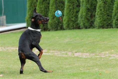 Black Doberman Dog Stock Photo Image Of Lovely Game 95381772