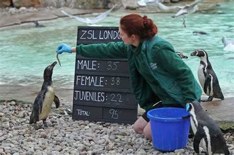 In Pictures How Many Animals Live At London Zoo Bradford Telegraph