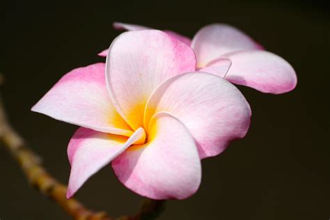 Free Images Nature Blossom Leaf Flower Petal Tropical Hawaii