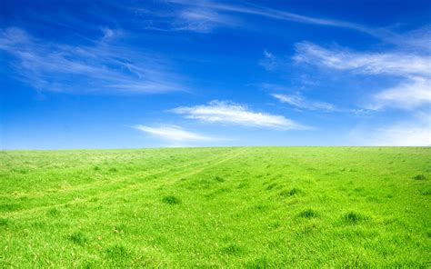Green Field Beneath A Blue Sky Wallpapers And Images