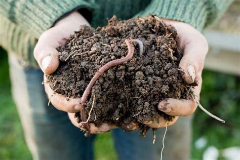 How To Attract More Earthworms To Your Garden