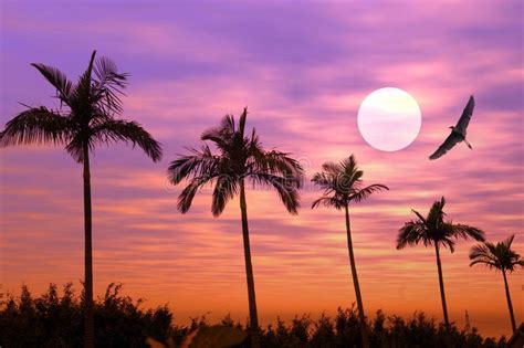 Beach Sunset Or Sunrise With Tropical Palm Trees Stock Image Image Of