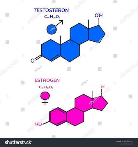 Testosterone Estradiol Sex Hormones Stock Vector Royalty Free 2137618383 Shutterstock