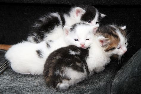 Kittens Saved After Coming Within A Whisker Of Being Crushed To Death