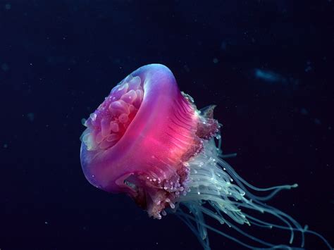 Beautiful Dangerous Jellyfish Animal Safaris Belles Créatures De La