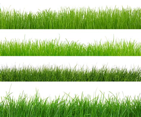 Pop Quiz: Which Type of Grass Is Right for Your Kansas City Lawn?