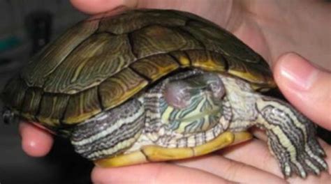 Yellow Bellied Slider Care Sheet Reptiles Cove
