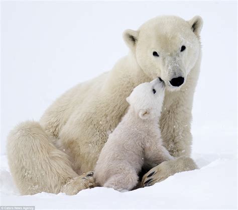 Adorable Polar Bears Cubs Clamber On Mom In Canada Daily Mail Online