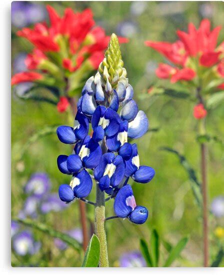 Free for commercial use no attribution required high quality images. "Texas Bluebonnet and Indian Paintbrush" Metal Prints by ...
