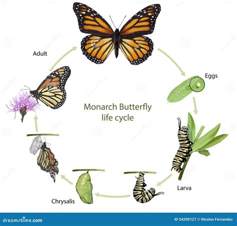 Monarch Butterfly Life Cycle Stock Illustration Illustration Of