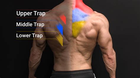 Trap Workouts Best Exercises For Muscle And Strength