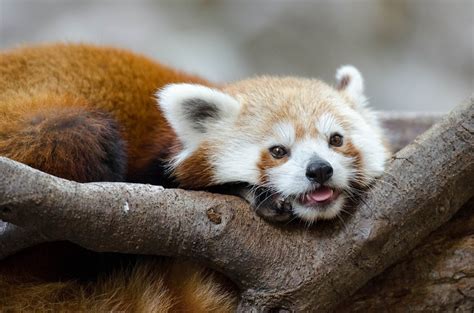 9 Things The Internet Didnt Teach You About Red Pandas