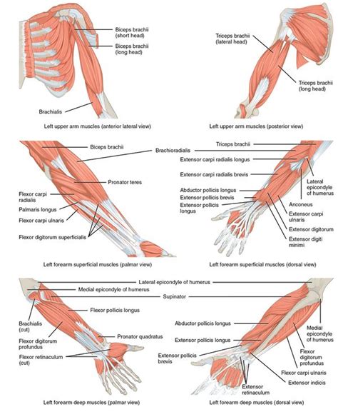 Physiotherapy Management Of The Elbow Physiopedia