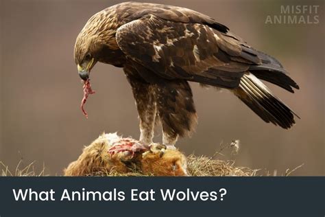 What Animals Eat Wolves 7 Wolf Predators