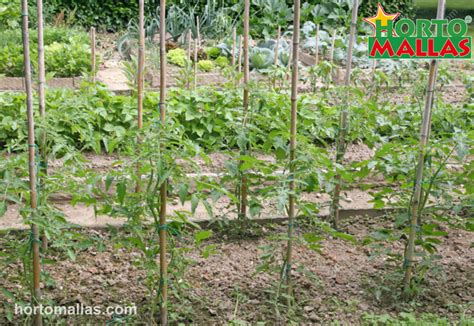 Tomato Stakes 1 Hortomallas™ Supporting Your Crops®