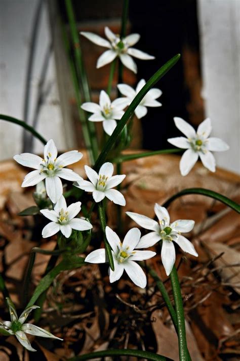 Star of bethlehem flower uses. Star of Bethlehem | Çiçek