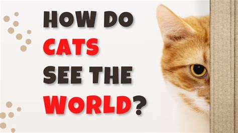 How Do Cats See The World Youtube